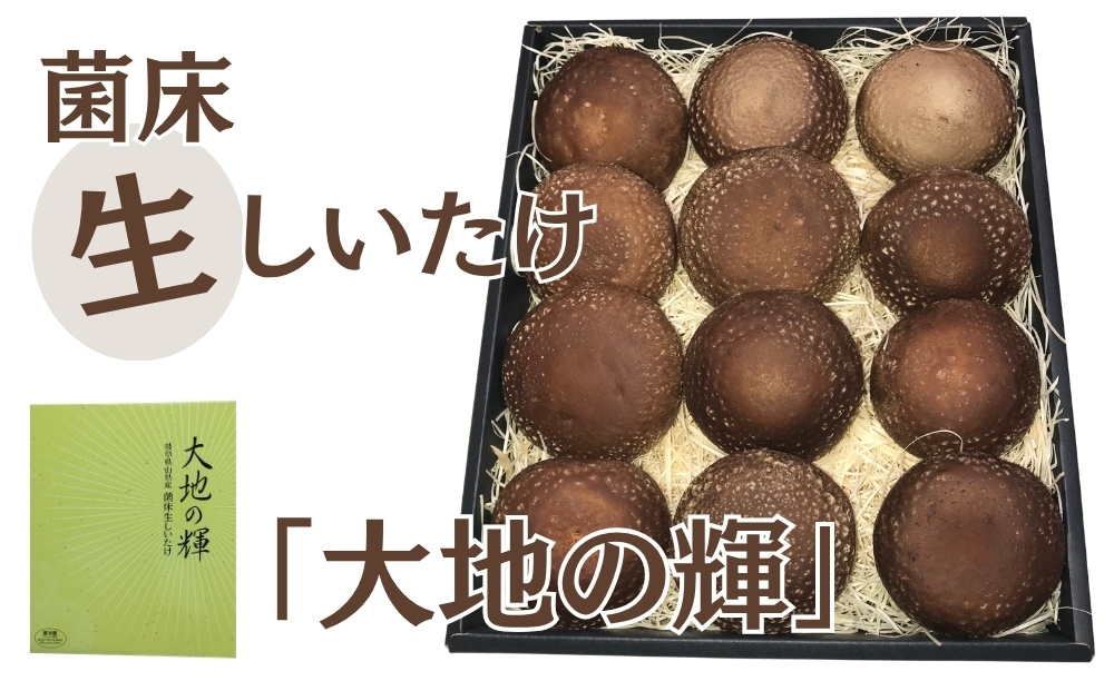 
                   菌床生しいたけ　「大地の輝」 [No.003] ／ 椎茸 シイタケ 産地直送 国産 新鮮 岐阜県 特産
                