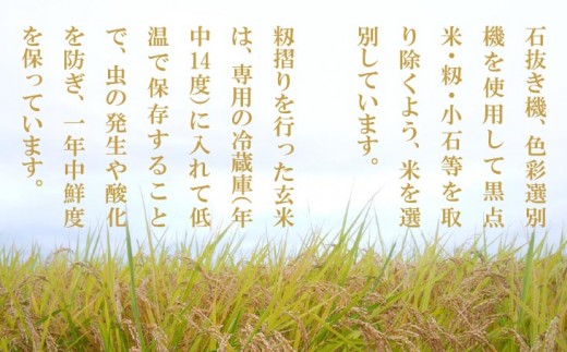 【定期便】令和8年産米　淡路島産キヌヒカリ　玄米10kg《6回コース》