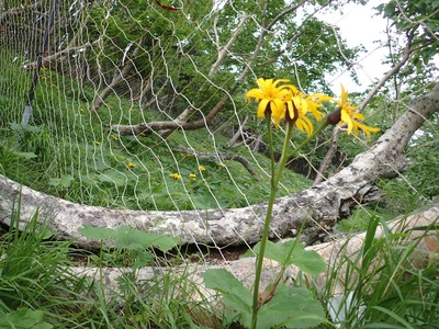 登山 南アルプスまもり隊・登山環境整備への寄附（登山者協力証1枚）100万円 信州 長野 伊那 【m00-01】