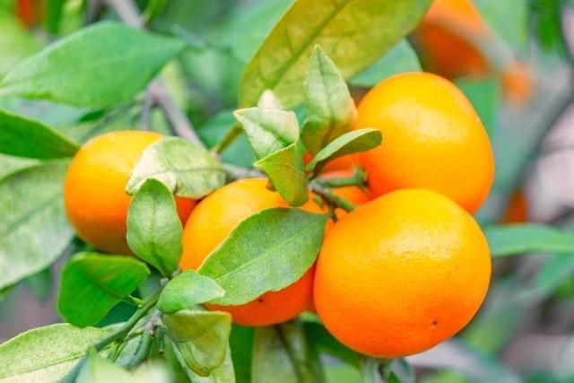 有田みかん 特秀品小玉S～M 約5kg 高糖度 2024年10月以降順次発送