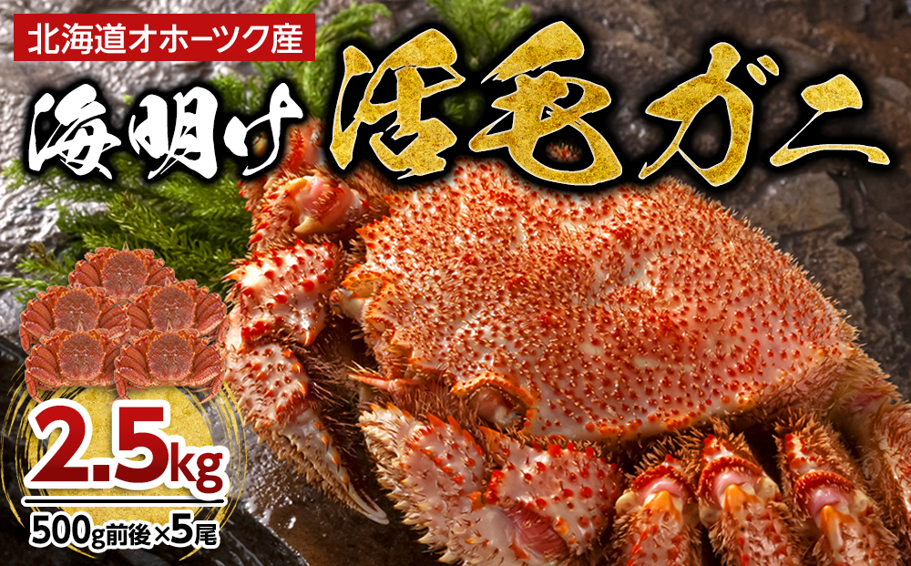 【先行予約】北海道オホーツク産海明け活毛ガニ　ボイル未冷凍配送(チルド 冷蔵配送)　500g前後　5尾　（2026年3月下旬より発送予定）_03503