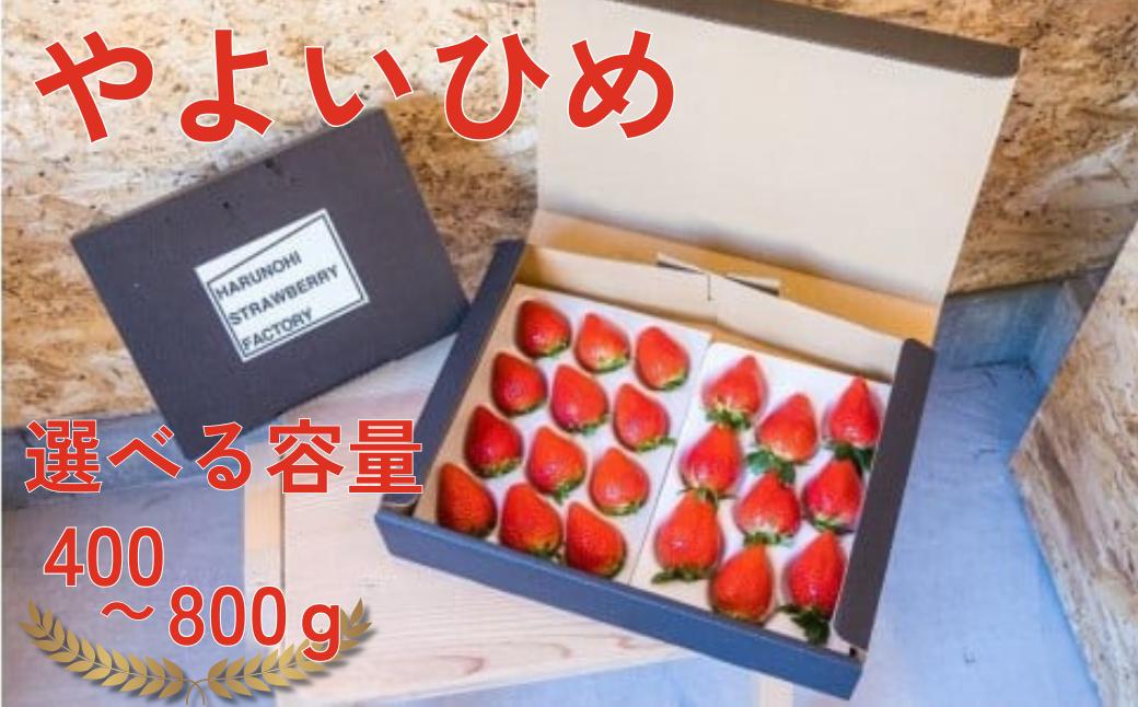 
            【選べる内容量】【2026年 先行予約】大粒完熟 群馬県産いちご「やよいひめ」400g×1 計400g 400g×2 計800g｜コク 甘み 朝採れ やよいひめ 大粒 甘み 酸味 バランス 贈答用 新鮮 完熟 いちご 旬 苺 ストロベリー 産地直送 果汁 甘い あまい 人気 高評価 減農薬 美容 健康 旨味 高糖度 ごほうび 群馬県 前橋市
          