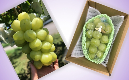 【2026年先行予約】ぶどう 雄宝(ゆうほう) 約3kg(4房)｜ ぶどう ぶどう