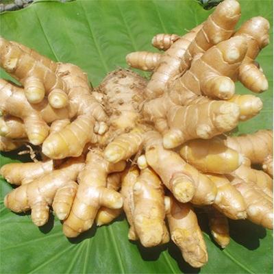 ふるさと納税 屋久島町 屋久島産100%　春ウコン粉末　島黄金(しまこがね) |  | 03