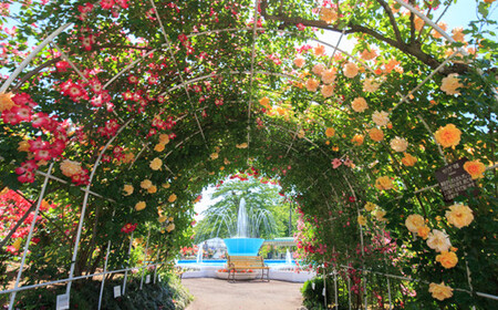 花巻温泉バラ園 オリジナル品種「オリンピアローズ2020」新苗　＜2024年6月より随時発送＞【914】