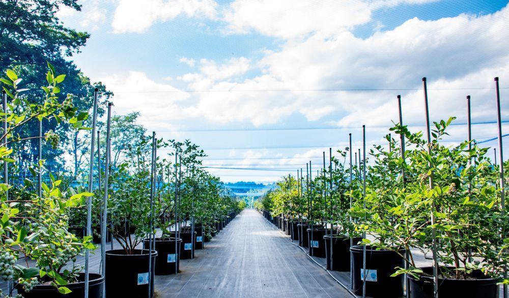 BULE BERRY FARM UEKI 施設利用券 2５０００円分