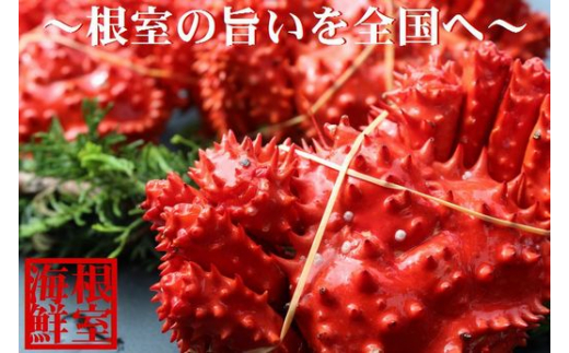 B-57019 【北海道根室産】花咲ガニ800～900g前後×1尾