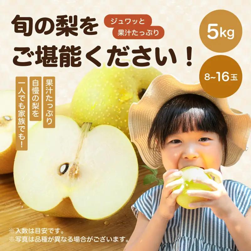 二十世紀 秀品 約5kg 8～16玉 ＜2026年9月上旬～順次発送＞ ＪＡみなみ信州ＤＭセンター飯田市