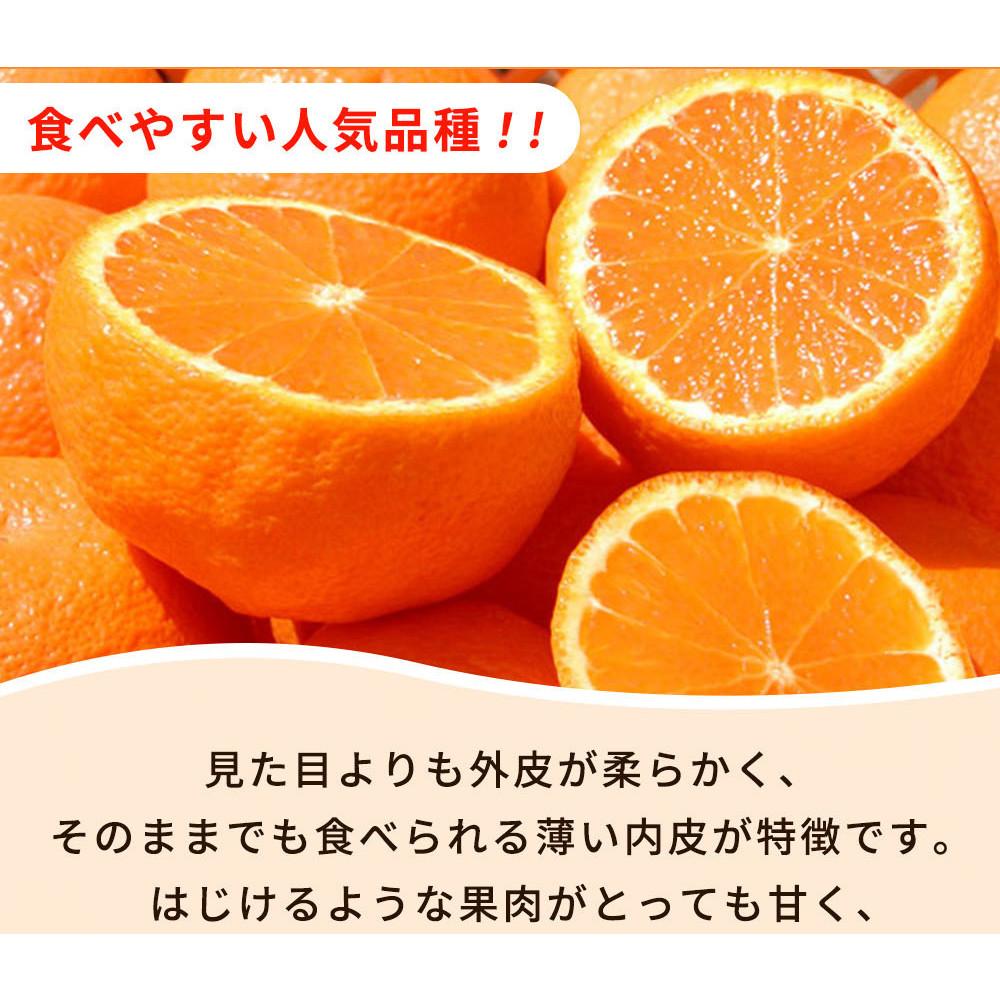 ［ご家庭用訳あり］紀州有田産不知火(しらぬひ) 約6kg［2026年2月中旬以降発送］［先行予約］［UT136］　XF91170_イメージ4