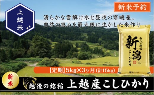 令和7年産 先行予約 新潟県上越産こしひかり 精米 5kg 3か月定期便 上越市 米 コメ コシヒカリ