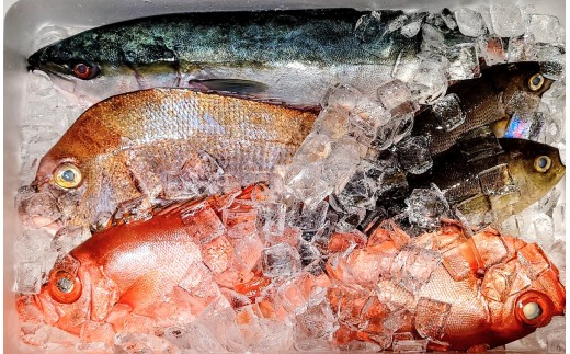 広田湾 椿島定置網で採れた 鮮魚詰め合わせ(3～5種類程度) RT3267