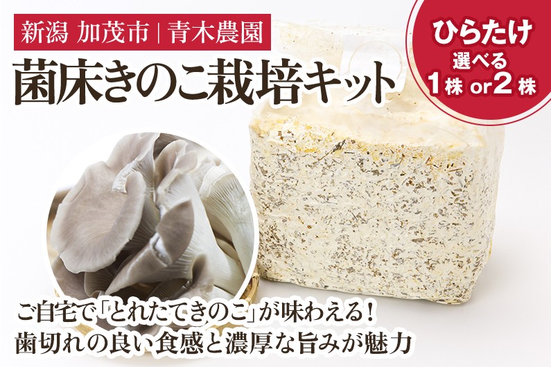 
                  【2026年先行予約】【選べる数量】菌床きのこ栽培キット ひらたけ 1株入り 2株入り 《10月上旬～順次出荷》栽培キット 自家栽培 きのこ ひらたけ 栽培 初心者でも簡単 自宅 菌床 加茂市 青木農園
                