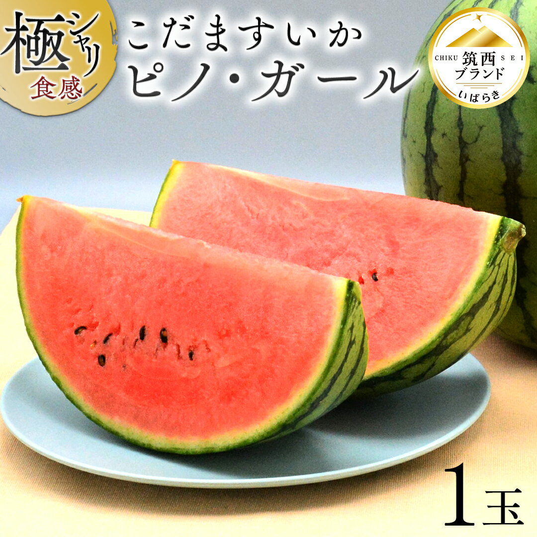 【ふるさと納税】【 JA北つくば 】 極シャリ食感 ！ こだますいか 「 ピノ・ガール 」 1玉 2026年産 小玉すいか 小玉 すいか スイカ 果物 フルーツ ピノガール 西瓜 くだもの デザート 茨城