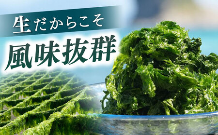 上五島産 生あおさ 100g×5袋【ごとうみ】[RCR001]