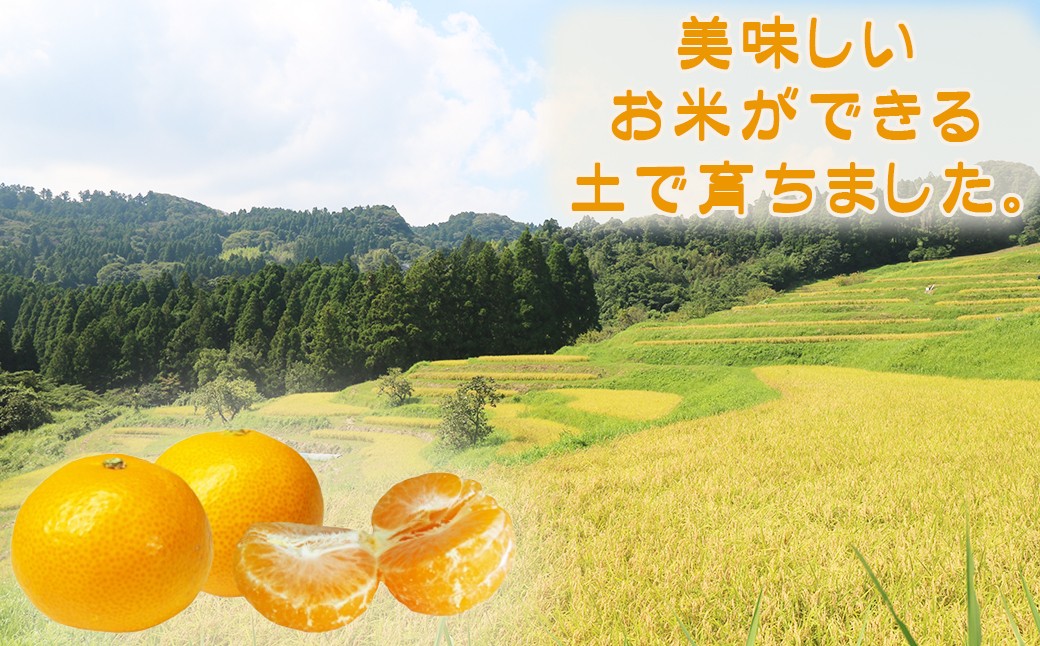 美味しいお米の産地として知られる自然豊かな鴨川市で、古泉農園が丹精込めて育てた温州みかんです。