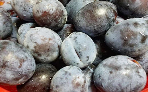 長野県産 旬のプルーン 約2kg ［小布施屋］ 生プルーン 果物 フルーツ 令和8年産 【2026年8月上旬～9月発送】 ［A-219］