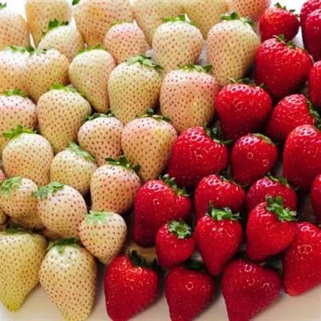 粒一杯!栃木いちご4種詰め合わせセット(260g×4パック)【配送不可地域：離島】【1642089】