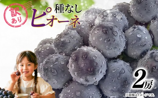 訳あり ピオーネ 種なし 2房 900g 以上 2026 年 発送分 数量限定 先行予約 葡萄 巨峰 ぶどう グレープ マスカット ご自宅用 産地直送 農家直送 直売 有機栽培 フルーツ 果物 果実 くだもの 果肉 デザート 旬 味覚 糖度 フレッシュ 新鮮 甘い 甘み ジューシー お取り寄せ プレゼント 贈呈 グルメ ふるさと納税 送料無料 千葉県 銚子市 加瀬農園 【8月中旬頃に順次発送予定】