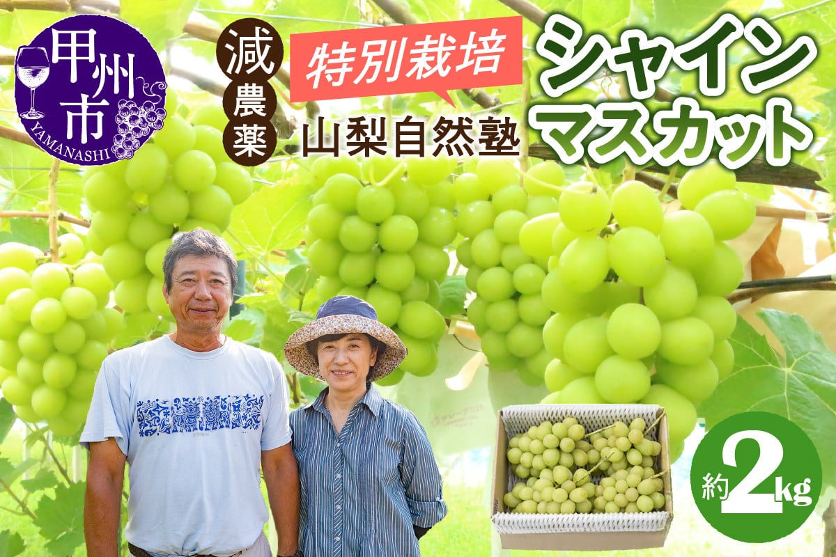 
                  減農薬「特別栽培」やまなし自然塾の甲州市産シャインマスカット 約2kg【2025年発送】（YSGK）B18-160　【シャインマスカット 葡萄 ぶどう ブドウ 令和7年発送 期間限定 山梨県産 甲州市 フルーツ 果物】
                