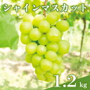 【ふるさと納税】【 2025年 先行予約 】 シャインマスカット1.2kg 石田ぶどう園 2房 種なし ぶどう ブドウ 国産 果物 大粒 葡萄 種無し フルーツ 1.2キロ 1kg 以上 9月 10月 発送 秋 旬 品種 茨城県産 産地直送 産直 農家直送 冷蔵 茨城県 石岡市 送料無料 (G110)