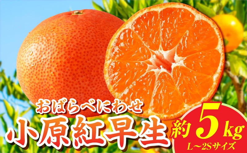
                  【先行受付】小原紅早生みかん約5.0kg【香川県共通返礼品】 | 小原紅早生 甘い みかん ミカン 柑橘 柑橘系 果物 フルーツ 青果 デザート グルメ おすすめ 贈答 贈り物 贈答用 ギフト プレゼント 特産品 特産 取り寄せ 香川県 三木町 |_mk006-025
                