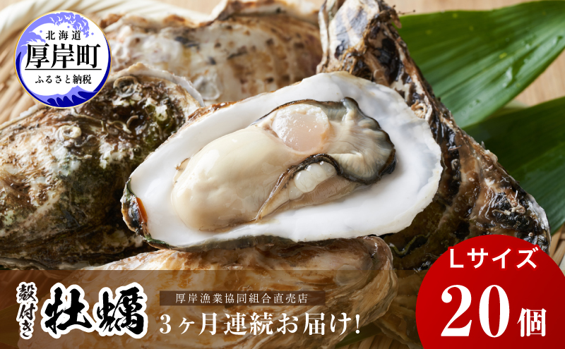 定期便 3ヶ月 北海道 厚岸産 牡蠣 Lサイズ 20個 (各回20個×3ヶ月分、合計60個) 殻付き 生食 カキナイフ付き かき カキ