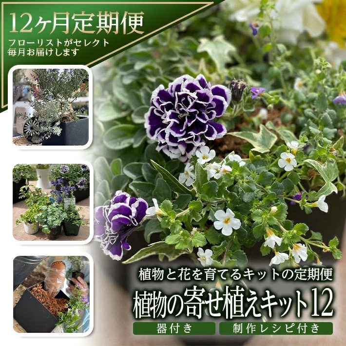 
                  【12回定期便】植物と花を育てるキットの定期便「植物の寄せ植えキット スクエア12」 SL0232
                