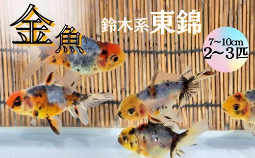 
【金魚】鈴木系　東錦（7cm～10cm）2～3匹
