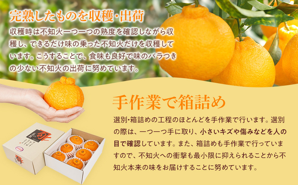 アルギット 不知火 約1.5kg 大玉 サイズ（5～6玉）| 先行予約 不知火 デコ みかん 甘い おいしい ジューシー 完熟 期間限定 数量限定 フルーツ 果物 柑橘 人気 おすすめ 高級 こだわり