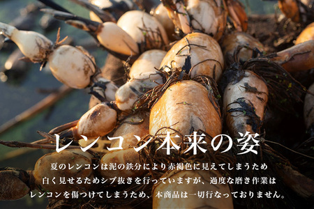 【数量限定・先行予約】 マルタマ真レンコン 3kg れんこん レンコン 蓮根 茨城 国産 お正月 おせち 野菜 17-AC ＜9月上旬～下旬発送予定＞