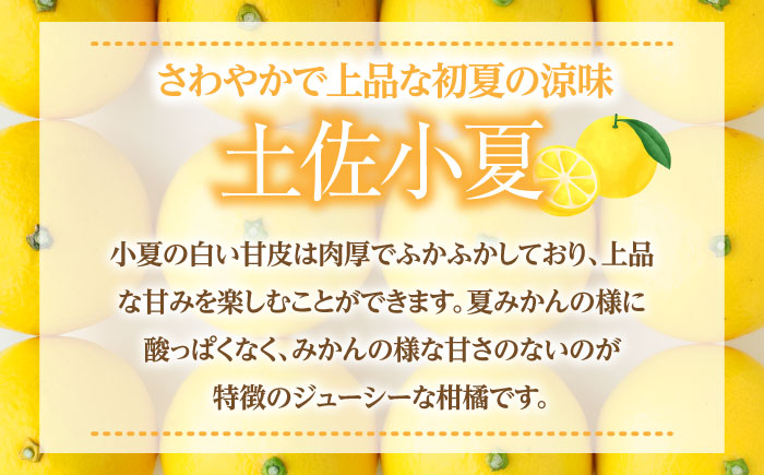 【先行予約】土佐小夏約2.5kg 13個前後 Lサイズ さわやかな甘さが絶品 ヒュウガナツ ニューサマーオレンジ フルーツ 果物 季節もの <2025年4月～発送>【フルーツショップオザキ】 [ATA