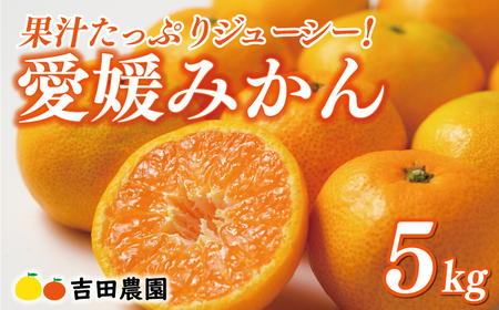 先行予約 愛媛みかん 5kg 国産みかん 温州みかん 柑橘 果物 フルーツ 甘いみかん おすすめみかん 愛南町 愛媛県 吉田農園