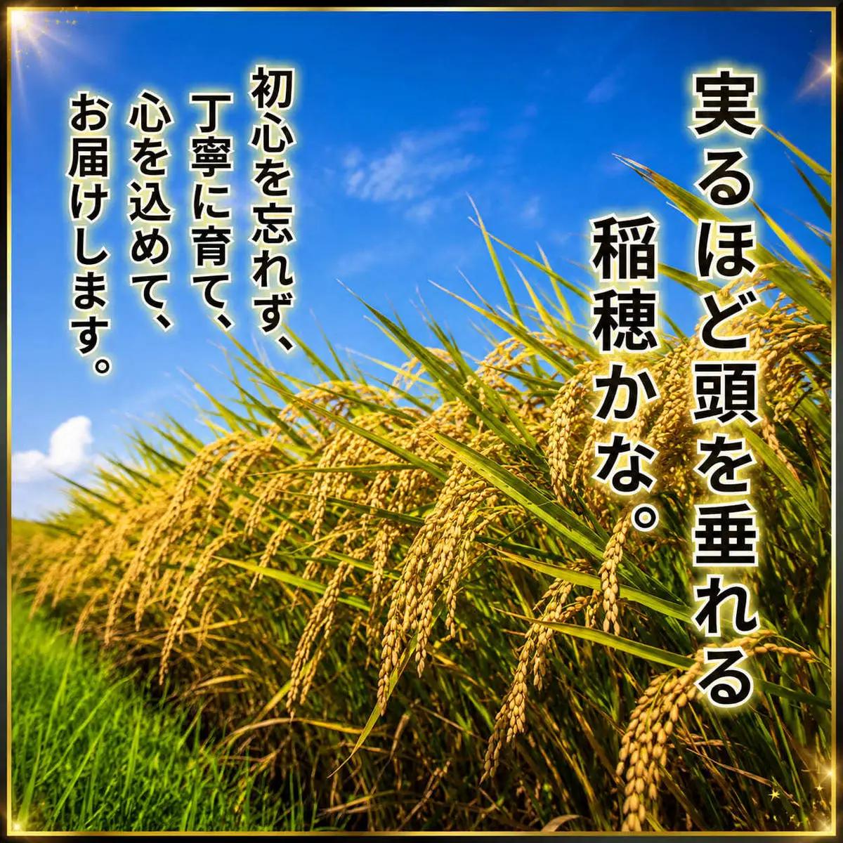 令和8年産 新米 キヌヒカリ 5kg (精米) 明田のお米 精米 お米 新米 令和8年産