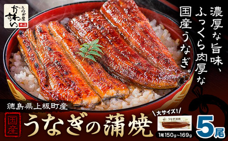 うなぎ屋かわすい 国産うなぎの蒲焼 計5尾 (1尾150g-169g) 川口水産株式会社《30日以内に出荷予定(土日祝除く)》徳島県 上板町 鰻 うなぎ ウナギ 鰻の蒲焼き 蒲焼 蒲焼き 国産
