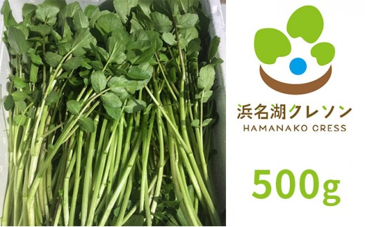 
                  浜名湖クレソン 500g【配送不可：北海道・沖縄・離島】 朝採れ ハーブ
                