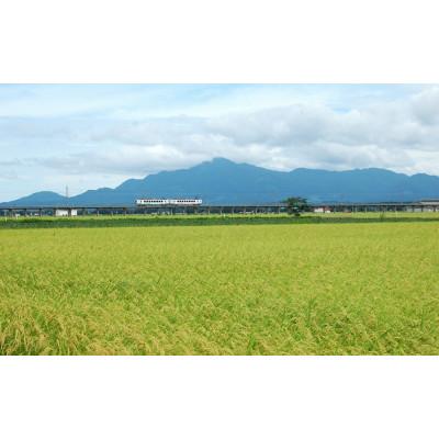 ふるさと納税 上越市 【令和7年産】新潟県上越産特別栽培米こしひかり5kg　精米 |  | 03