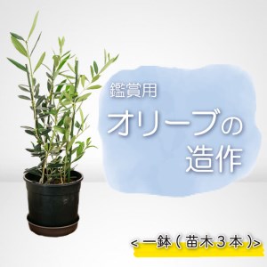 オリーブ 苗木 オリーブの木 一鉢 苗木3本 植物 鉢植え インテリア 植物
