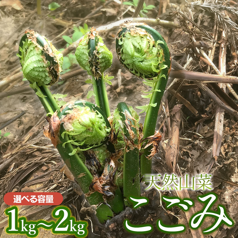 【ふるさと納税】【令和8年産先行予約】天然こごみ 【1kg〜2kg】 山菜　わかば屋　2026年