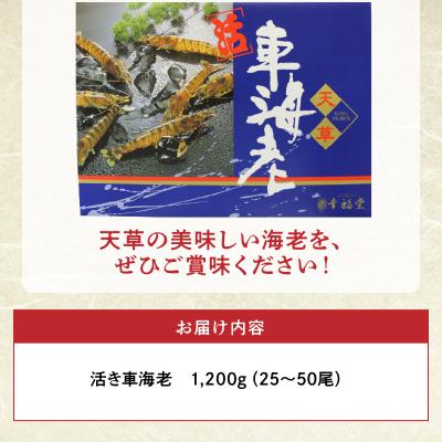 ふるさと納税 天草市 【指定日必須】【鮮度抜群】厳選・幸福堂の活き車えび(1,200g)_S005-003 |  | 03