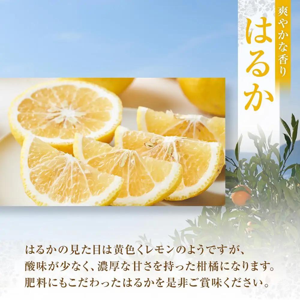 【先行予約】爽やかな甘さ はるか 4.5kg　＜2027年2月下旬より発送開始＞