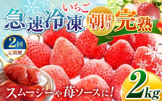 【 定期便 2回 】 選べる 容量 完熟・急速 冷凍いちご 2kg | 苺 いちご イチゴ 果物 フルーツ ふるーつ 冷凍 いちご れいとう イチゴ 果実 果汁 冷凍 冷凍食品 冷凍いちご 朝採り 完熟 新鮮 スムージー オススメ 千葉県 君津市 きみつ