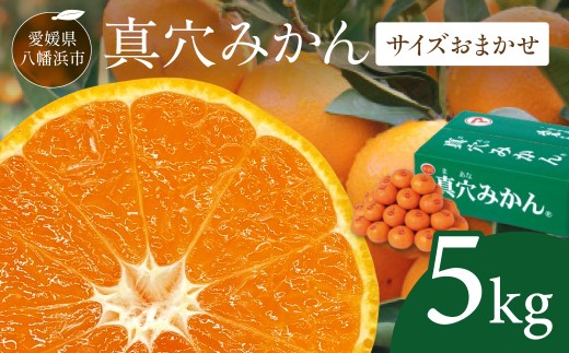 【先行受付】真穴みかん 【サイズおまかせ】 5kg【D43-5】_ みかん 蜜柑 ミカン 愛媛みかん 愛媛 真穴 国産 箱 送料無料 農家直送 産地直送 柑橘 かんきつ 温州みかん 旬 フルーツ 果物 くだもの【1490396】 YWTAG005
