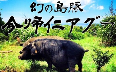 産直「今帰仁アグー」まるごと一頭分（約31kg）分割配送可。