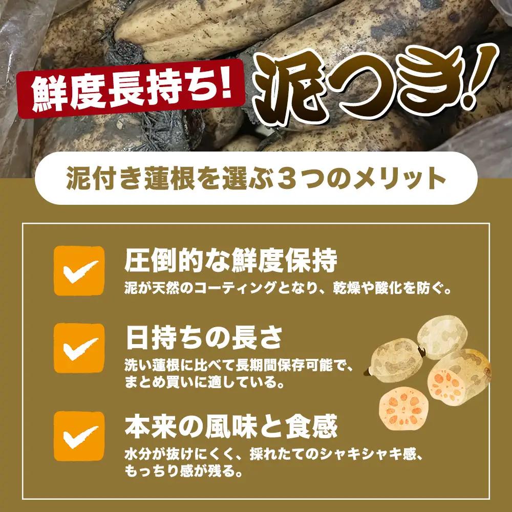 【予約受付】佐賀県産 れんこん 約4kg 野菜 やさい レンコン れんこん 蓮根 料理 贈り物 プレゼント 贈答 ギフト 野菜ギフト A-169
