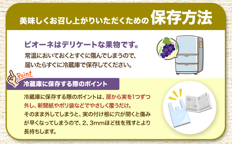 たねなし ピオーネ 約2kg 厳選館 《2025年8月下旬-10月中旬頃出荷》 和歌山県 日高川町 フルーツ ぶどう ピオーネ たねなし 2kg 和歌山県産 【配送不可地域あり】ブドウくだもの果物フル