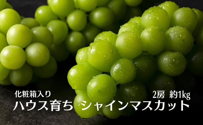 ハウス育ち シャインマスカット約１kg　2房化粧箱入り 果物類 フルーツ 果物 ぶどう 葡萄 約1kg