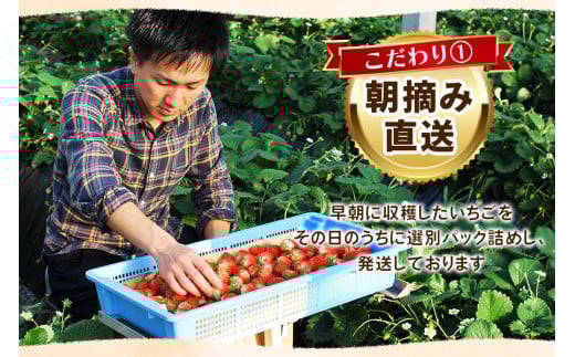 訳あり粒不揃い とちあいか 1,120g (280g×4P) 《1月～4月の期間で発送》 澳原いちご農園  | いちご 苺 イチゴ フルーツ 果物 産地直送 栃木県産 【12～4月の期間で発送】280
