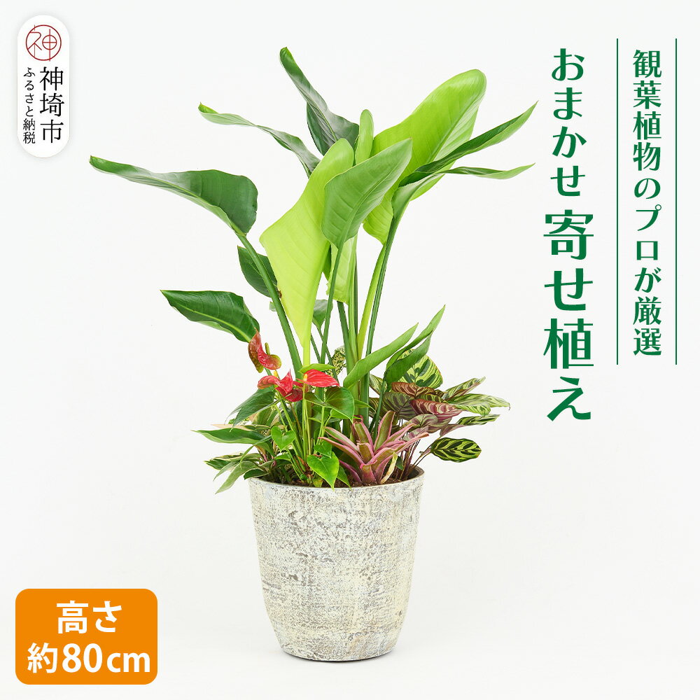 【ふるさと納税】オリジナルアレンジ観葉植物　Lサイズ【寄せ植え インテリア リビング 室内 グリーン 植物 癒し リフレッシュ】 (H086106)