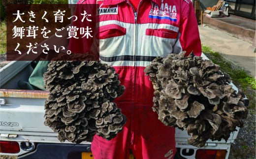 【先行予約】原木まいたけ 1㎏