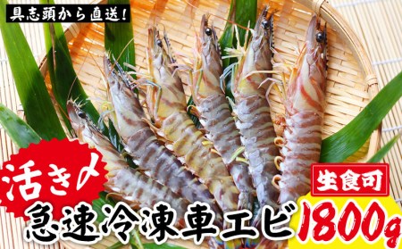 【訳アリ】活き〆急速冷凍車エビ（生食可・約1800g）【先行受付】- 2025年8月より順次発送 海老 車えび 車海老 冷凍 生エビ 国産 養殖 えび天 エビフライ 塩焼き 人気 沖縄県 八重瀬町